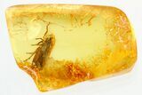 Detailed Fossil Froghopper (Cercopoidea) In Baltic Amber #296880-1